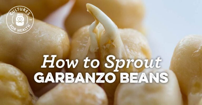 Germinated Chickpeas | Photos Learn About Sprouting Chickpeas At Home